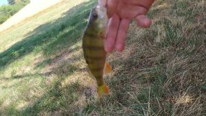 European Perch