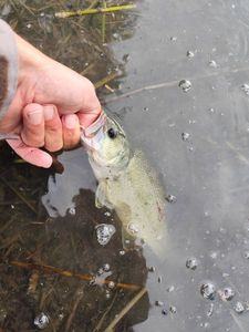 Largemouth Bass