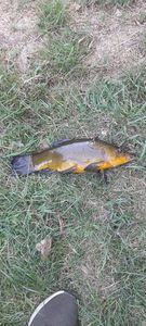 Tench