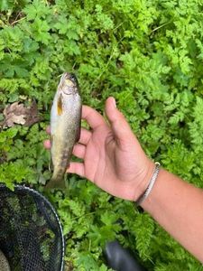 Brown Trout
