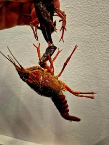 Red Swamp Crayfish