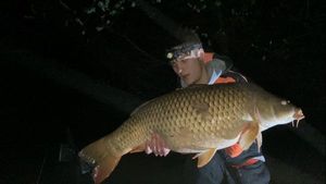 Common Carp