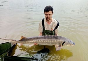 Sturgeon