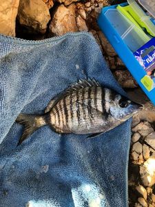 Common Two-banded Seabream