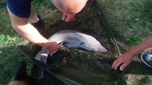 Sturgeon