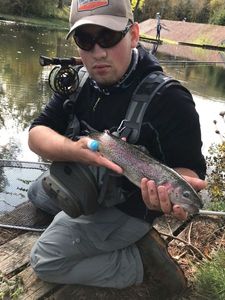 Rainbow Trout