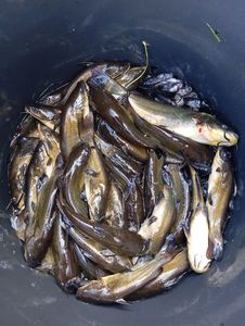 Black Bullhead