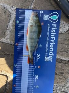 European Perch
