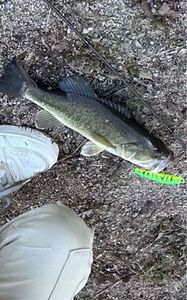 Largemouth Bass
