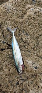 Mackerel