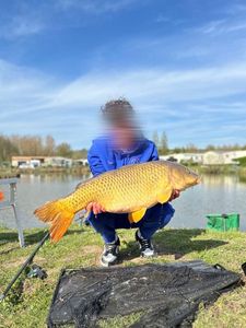 Common Carp