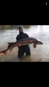 Sturgeon
