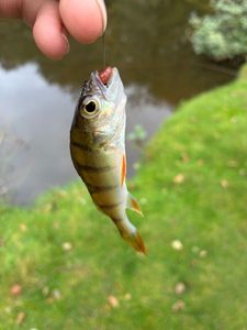 European Perch