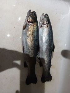 Rainbow Trout
