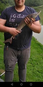 Sturgeon