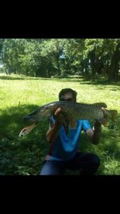 Northern Pike