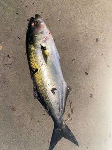 Bluefish
