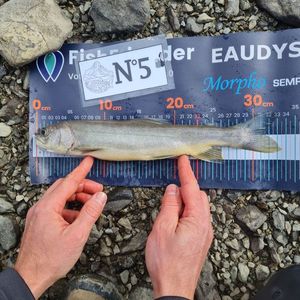 Arctic Char