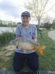 Common Carp