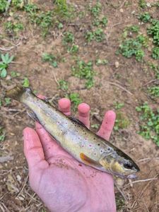 Brown Trout