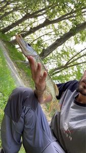 Chain Pickerel