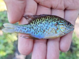 Pumpkinseed