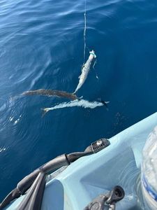 Obtuse Barracuda