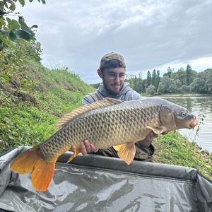 Common Carp