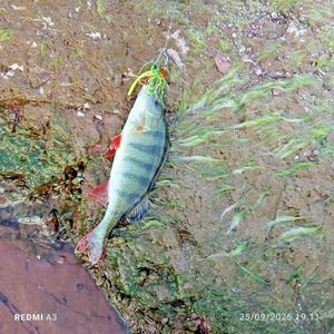 European Perch