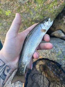 Brook Trout