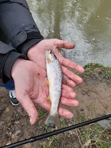 Brown Trout