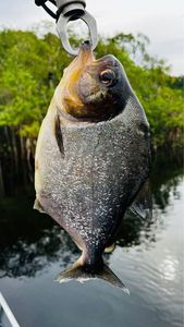 San Francisco Piranha