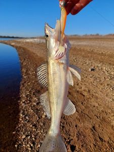 Zander
