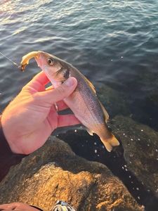 European Bass (Seabass)