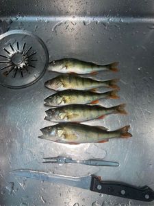 European Perch