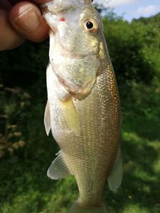 Largemouth Bass