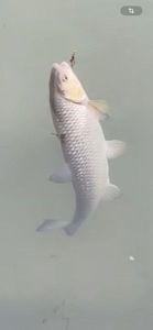 Chub