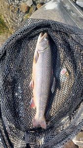 Brook Trout