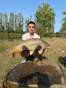 Common Carp