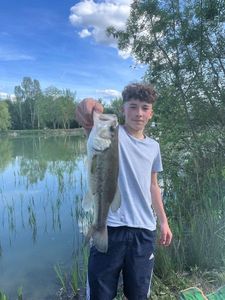 Largemouth Bass