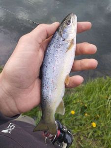 Brown Trout