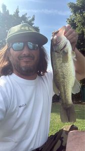 Largemouth Bass