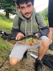 European Perch