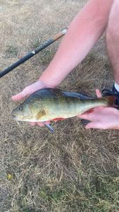 European Perch