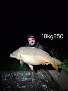 Mirror Carp