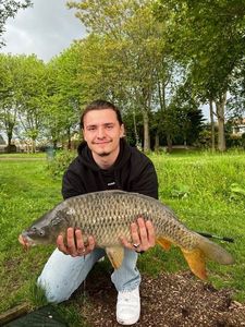Common Carp
