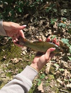 Tench
