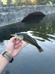 Largemouth Bass