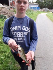 European Perch