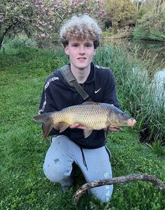 Common Carp
